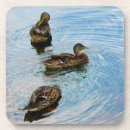 Search for fowl coasters Wildlife