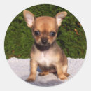 Search for little brown dog stickers Animal
