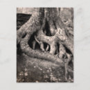 Search for root postcards Tree