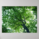 Recherche de hêtre posters Arbre