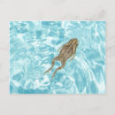 Recherche de grenouille bleue cartes postales Amphibien