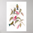 Recherche de hummingbird posters Vintage