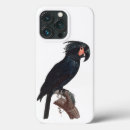 Search for cockatoo iphone cases Probosciger aterrimus