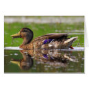 Search for mallards photography Waterfowl
