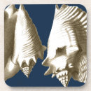 Search for conch coasters Sepia seashell