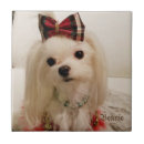 Search for maltese tiles Pet