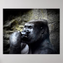 Search for silverback gorilla posters Animals