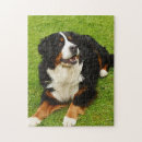 Search for bernese mountain dog puzzles Dogs