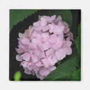 Search for hydrangea magnets Plants