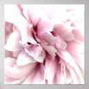 Recherche de pivoine posters Blanc