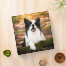 Search for border collies binders Canine