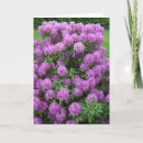 Recherche de rhododendron vœux cartes Floral