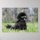 Recherche de spitz nain posters Noir