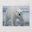 Search for polar bear postcards Fauna
