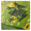 Search for frog tiles Wildlife