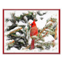 Search for photo of a cardinal Snow