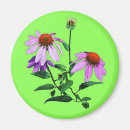 Search for budding magnets Purple