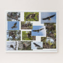 Search for eagle puzzles Animals