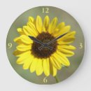 Search for sunflower clocks Wildflowers