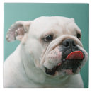 Recherche de bouledogue carreaux Photographie