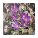 Search for crocus tiles Flowers