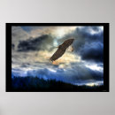 Recherche de rapaces posters Photographie de la faune