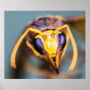 Search for flying insect posters Insects