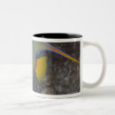 Recherche de multi coloré tasses Climat tropical