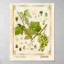 Search for medicinal herbs posters Vintage