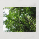 Recherche de jungles photographie Nature