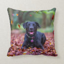 Search for labrador pillows Pet