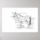 Search for hoof posters Anatomy