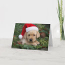 Recherche de labrador retriever christmas cards Chapeau santa