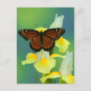 Recherche de iris jaune cartes postales Papillon