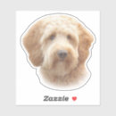 Recherche de goldendoodle autocollants Caniche