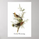 Search for cedar posters Bird