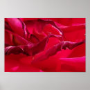 Search for rose macro posters Red