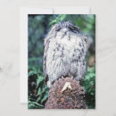 Search for australia invitations Animal