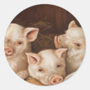 Search for piggy piglet stickers Pink