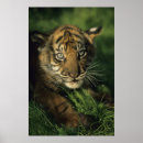 Search for sumatran posters Animal
