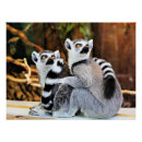 Search for ring tailed lemur posters Primates