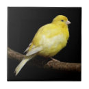 Search for finch tiles Canary