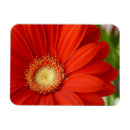 Recherche de marguerite rouge magnets Orange