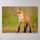 Recherche de red fox art Faune