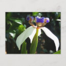 Recherche de iris cartes postales Fleur d'iris