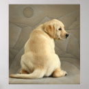 Recherche de extractie posters Labrador