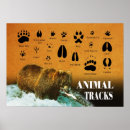 Search for animal tracks posters Wild