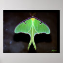 Search for luna moth art Insects