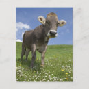 Search for activities postcards Nature