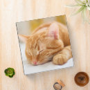 Search for gingers binders Kitten